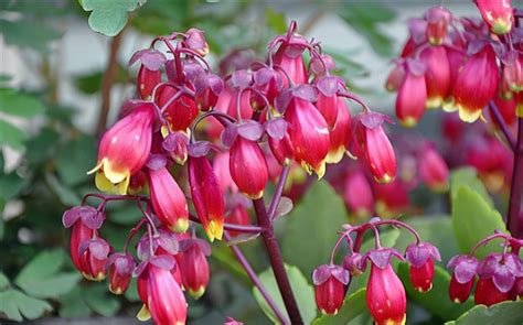 燈籠花種類|這五種「燈籠花」，好看又好養，不養一盆虧大了